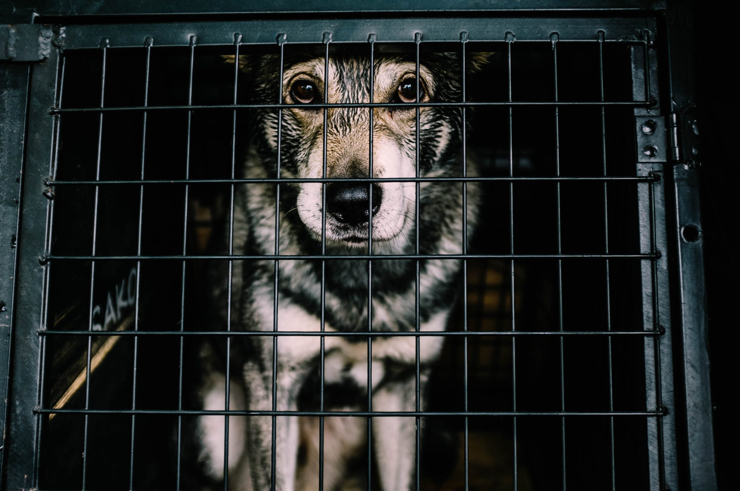 Alexandria Dog Bite Lawyer